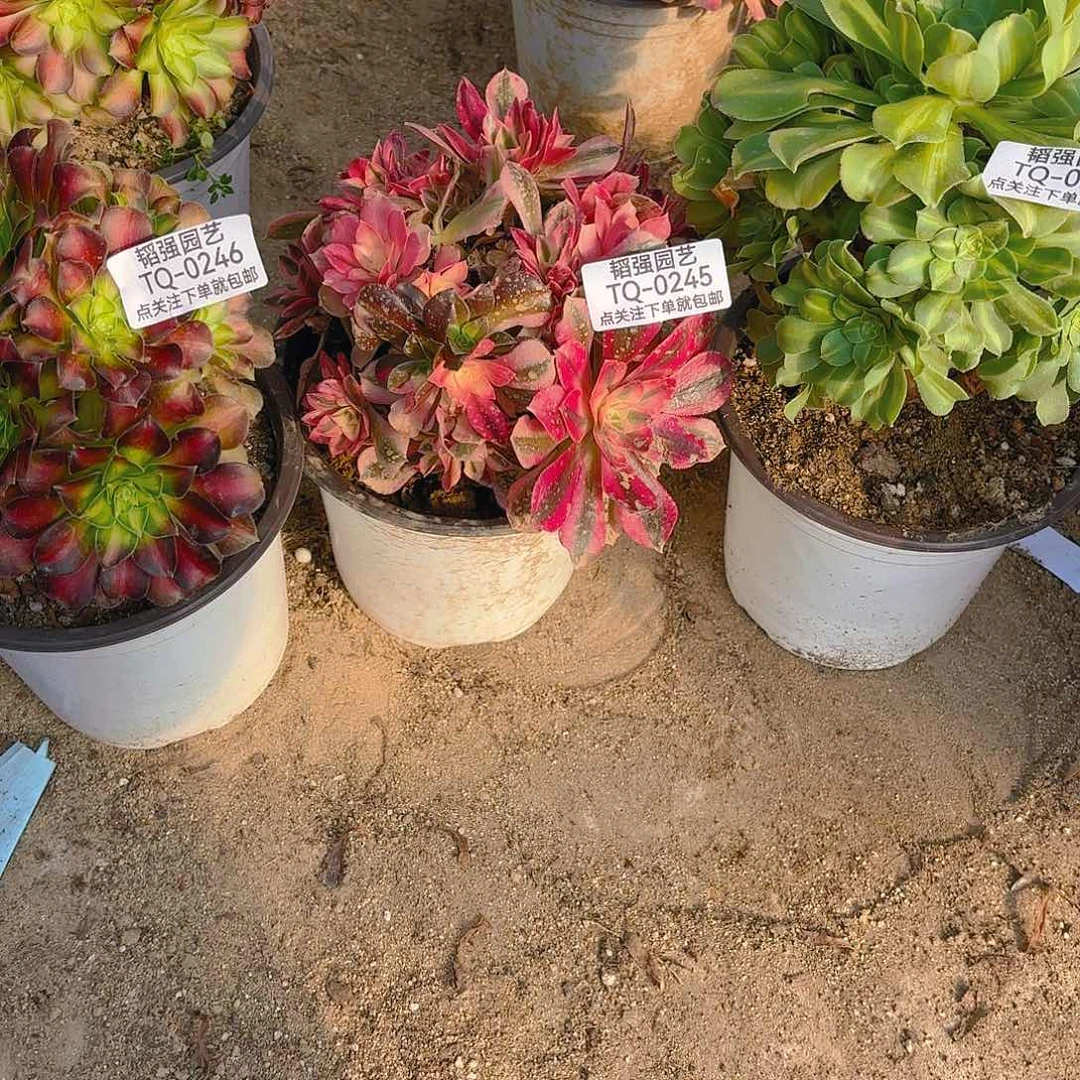 女巫韶华翡翠琉璃多肉植物244-45-46