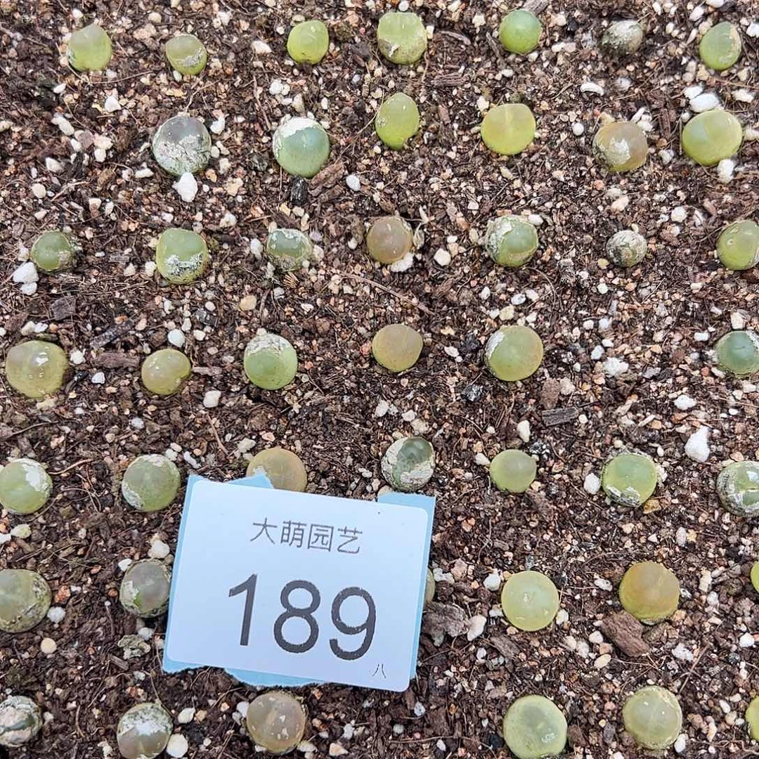 0000189量拍3年拉登3颗尺寸0.8上下默认微瑕