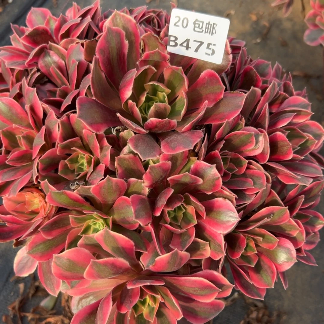 475女妖，多肉法师