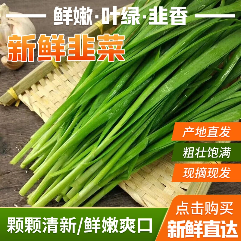 农家自种南山南新鲜头茬老品种韭菜云南产地直发现割现发美味