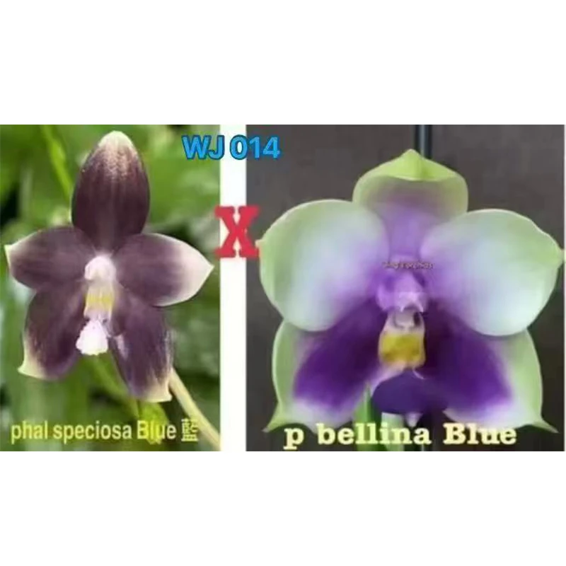 2.5寸 盾交蓝贝（香妃）-开花株【叶微瑕】 原生趣味兰