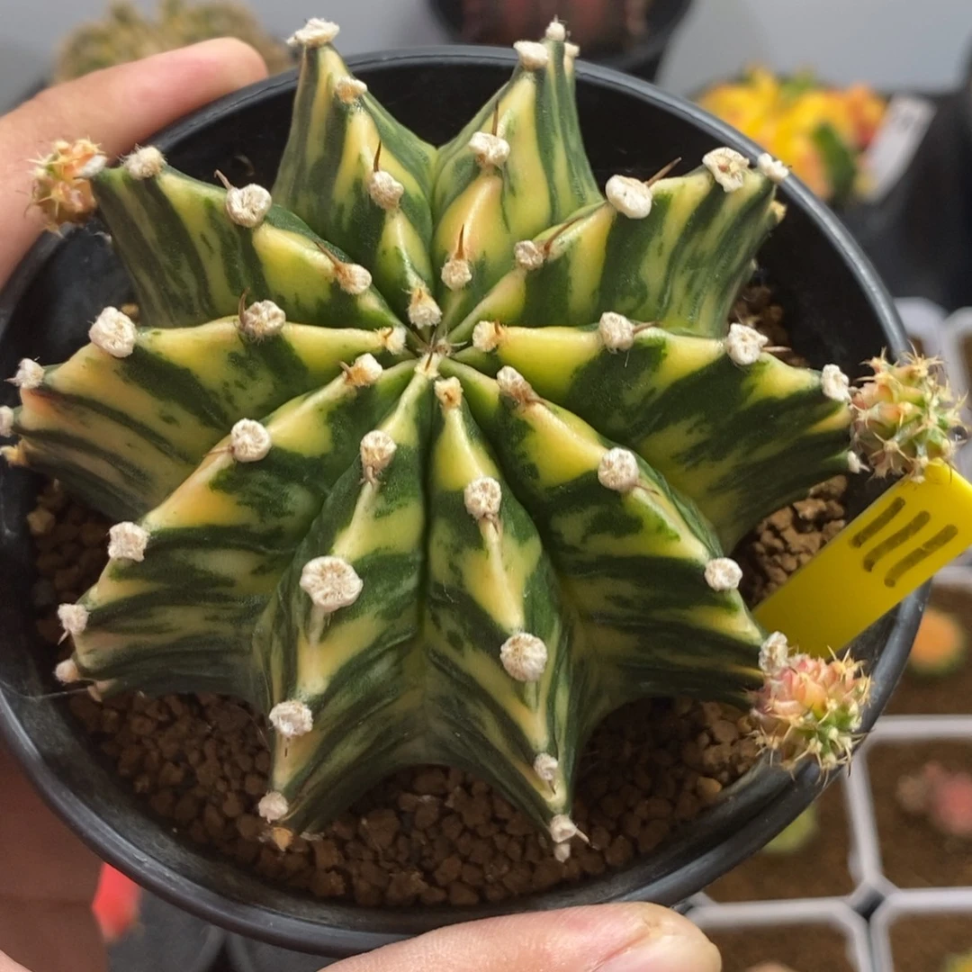 泰系肋骨锦—带盆土发货40