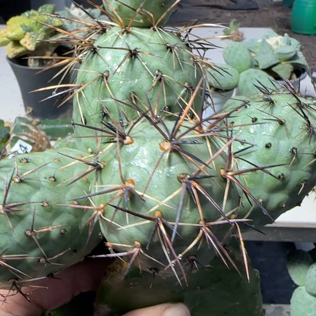 一***。无花朵两棵380的黑刺