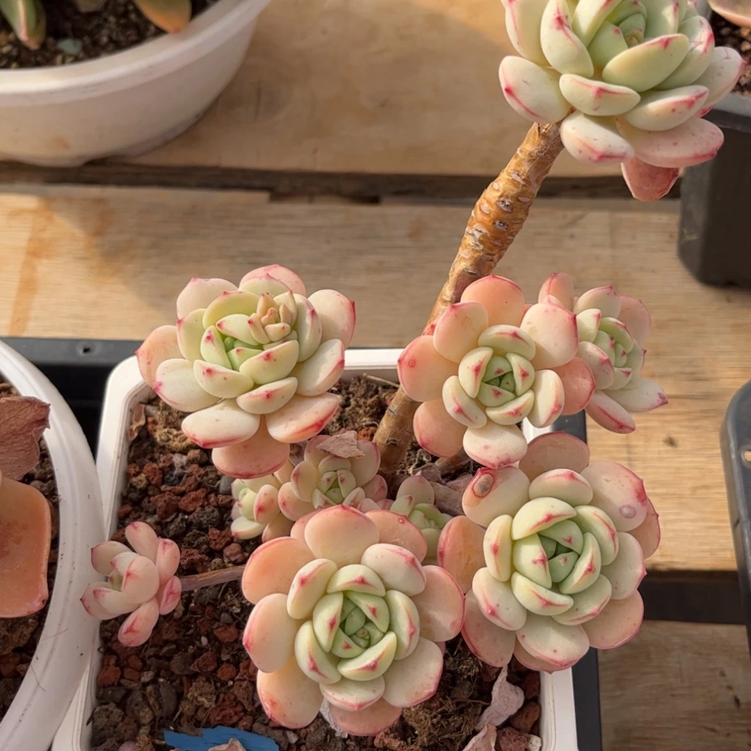 9511老庄香草多肉