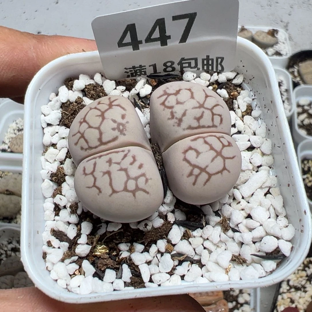 【闪购商品】 447。