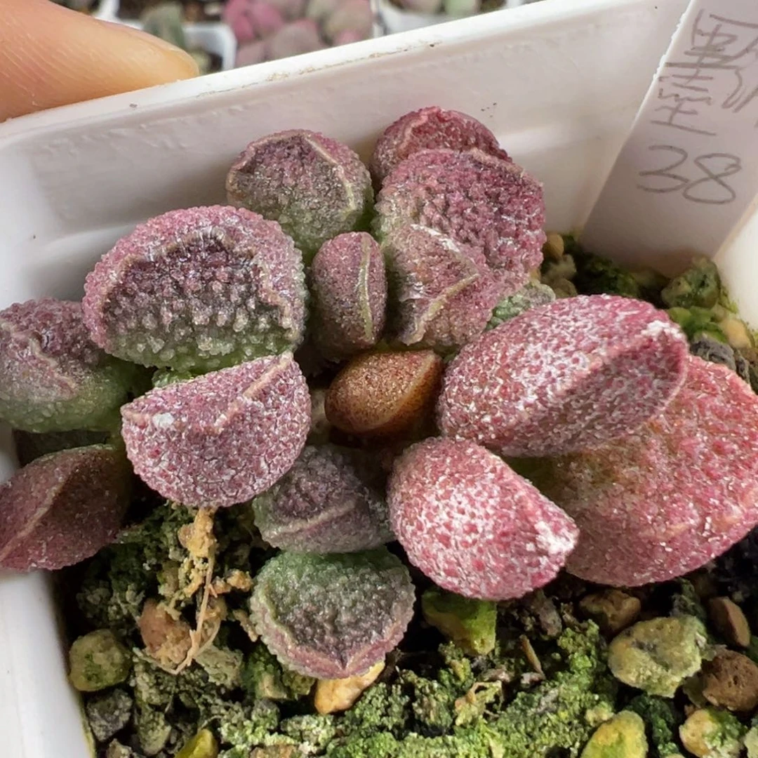 w墨渊多肉植物水泡