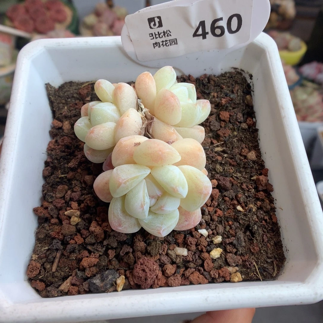 460奶油冰玉多肉植物