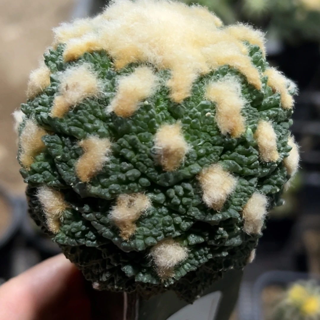 无花朵螺旋大尤哥斯拉牡丹311