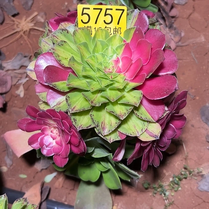 757知否无根多肉法师锦