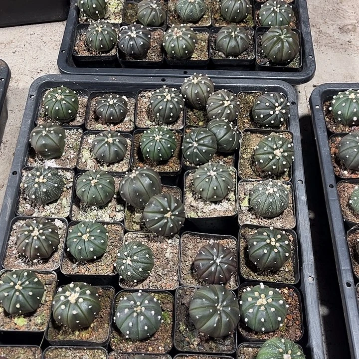 完全开放10颗20块钱包邮各式各样的兜