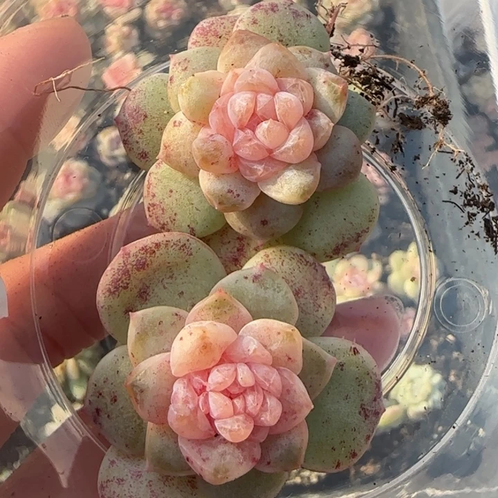 10 号王者系列多肉一盒