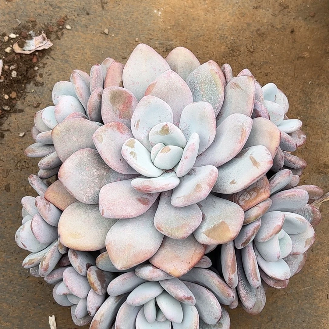 拉拉奶大群，一物一拍