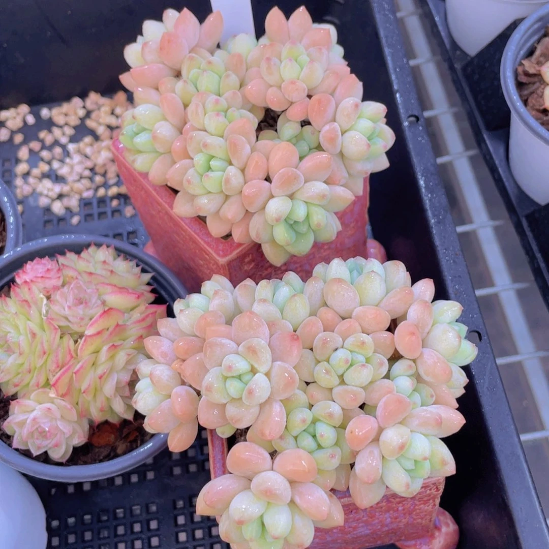 1342号老桩多头全状态奶酪蛋糕大群一个