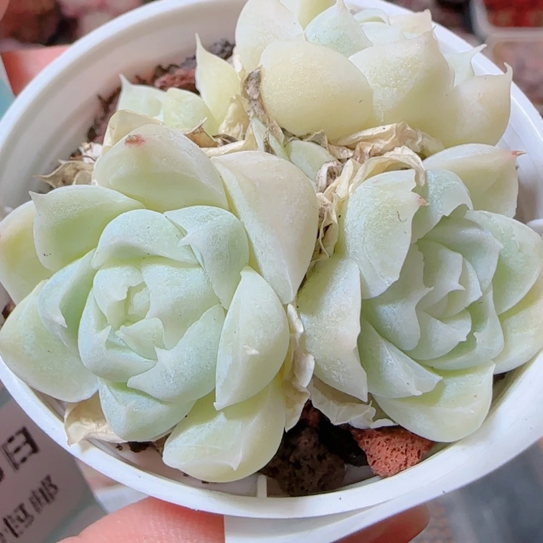 花语多肉1205-215玉兔