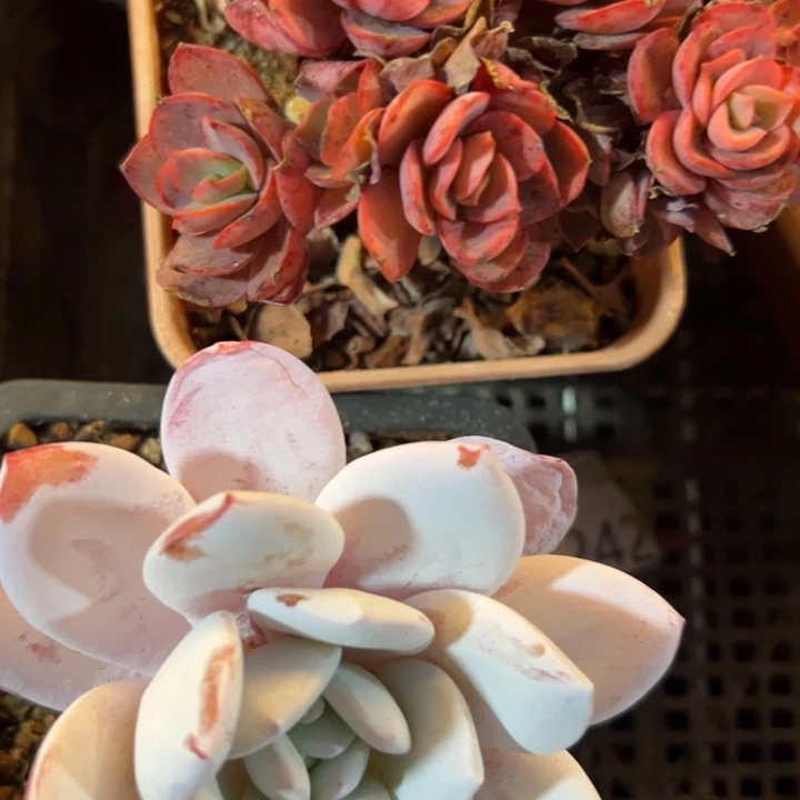 幸运儿是一位非常优秀