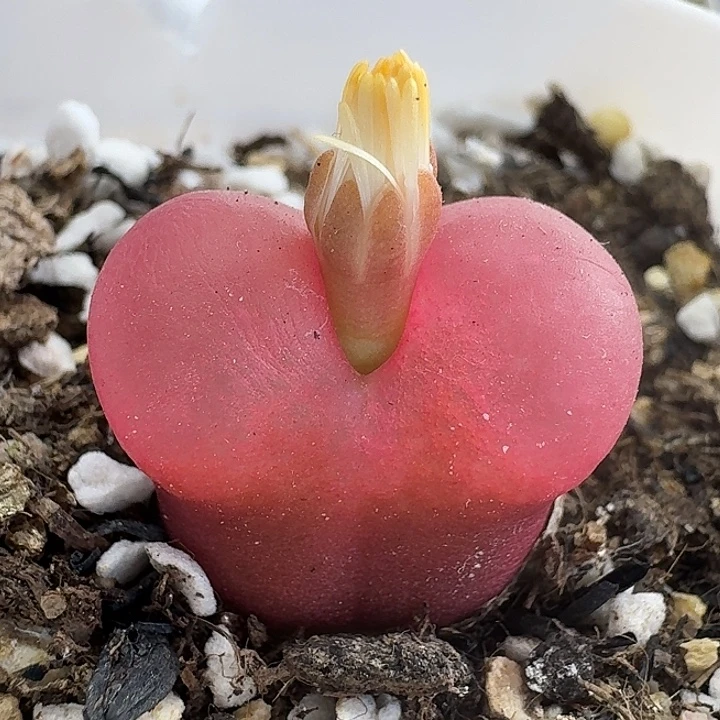 老马生石花2.1吕红1513