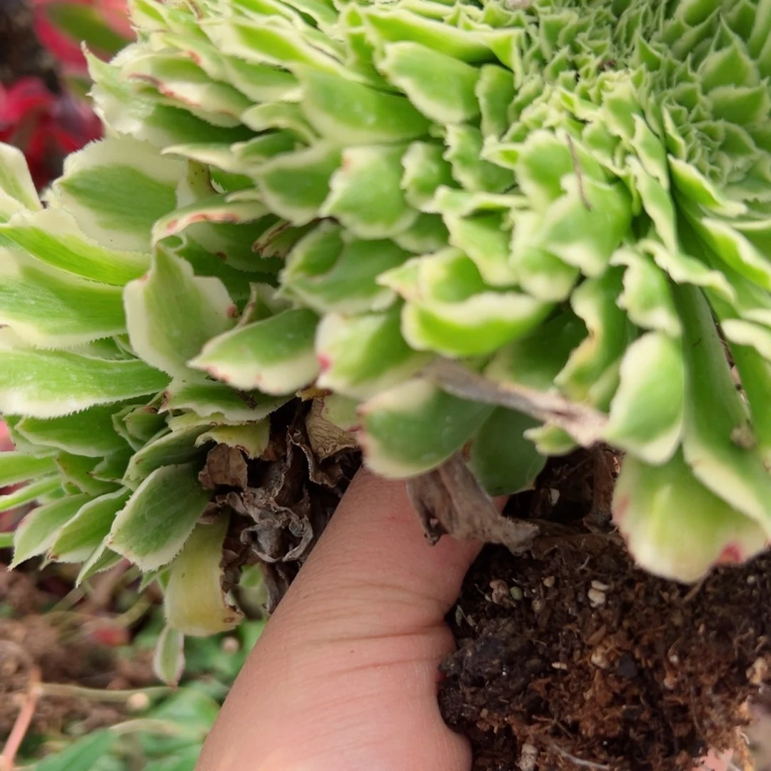 723 号多肉植物法师新年福利