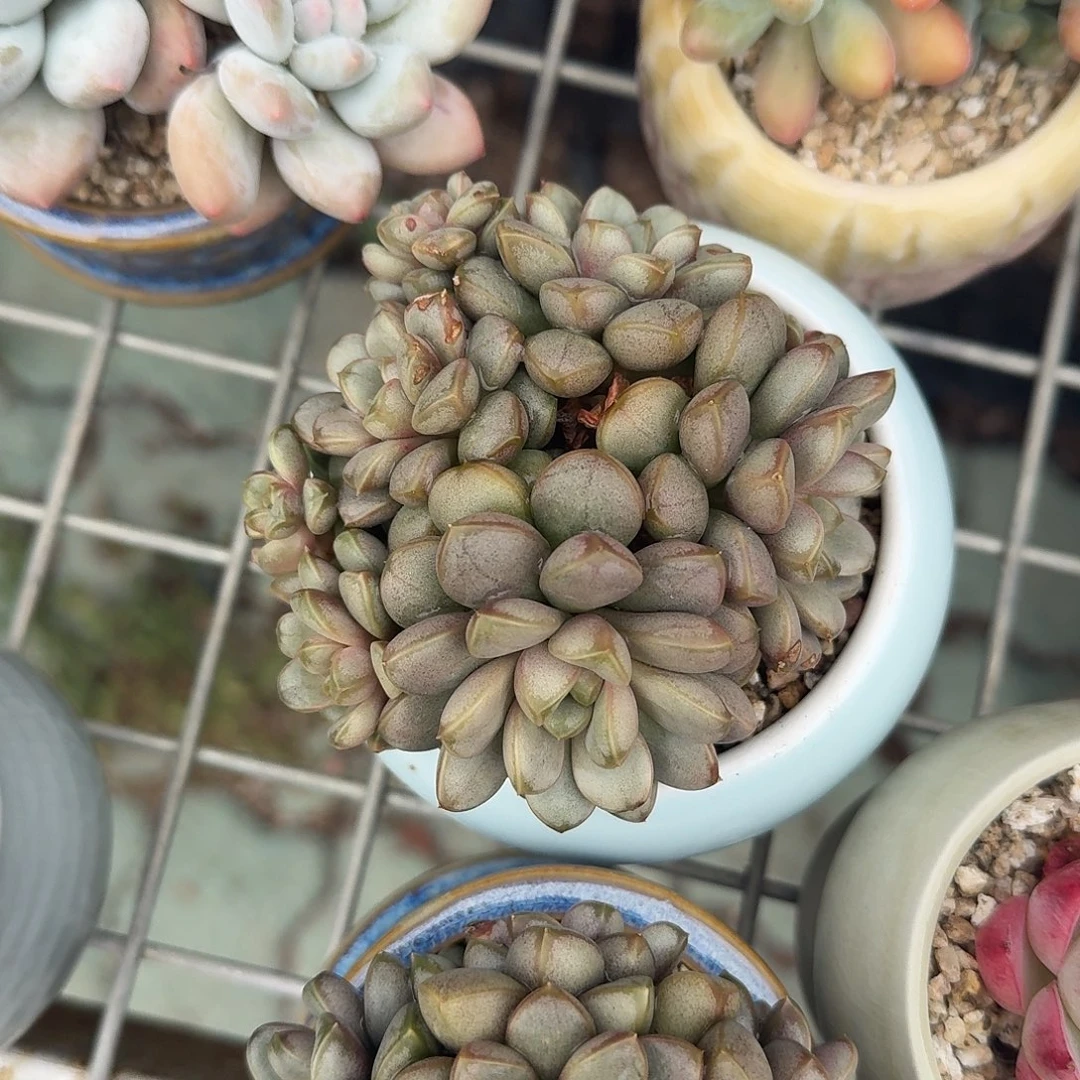 葡萄多肉植物精品