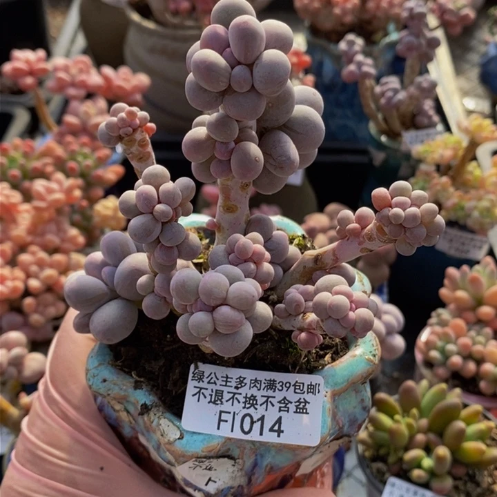 香水手指奶老桩9cm1014多肉植物