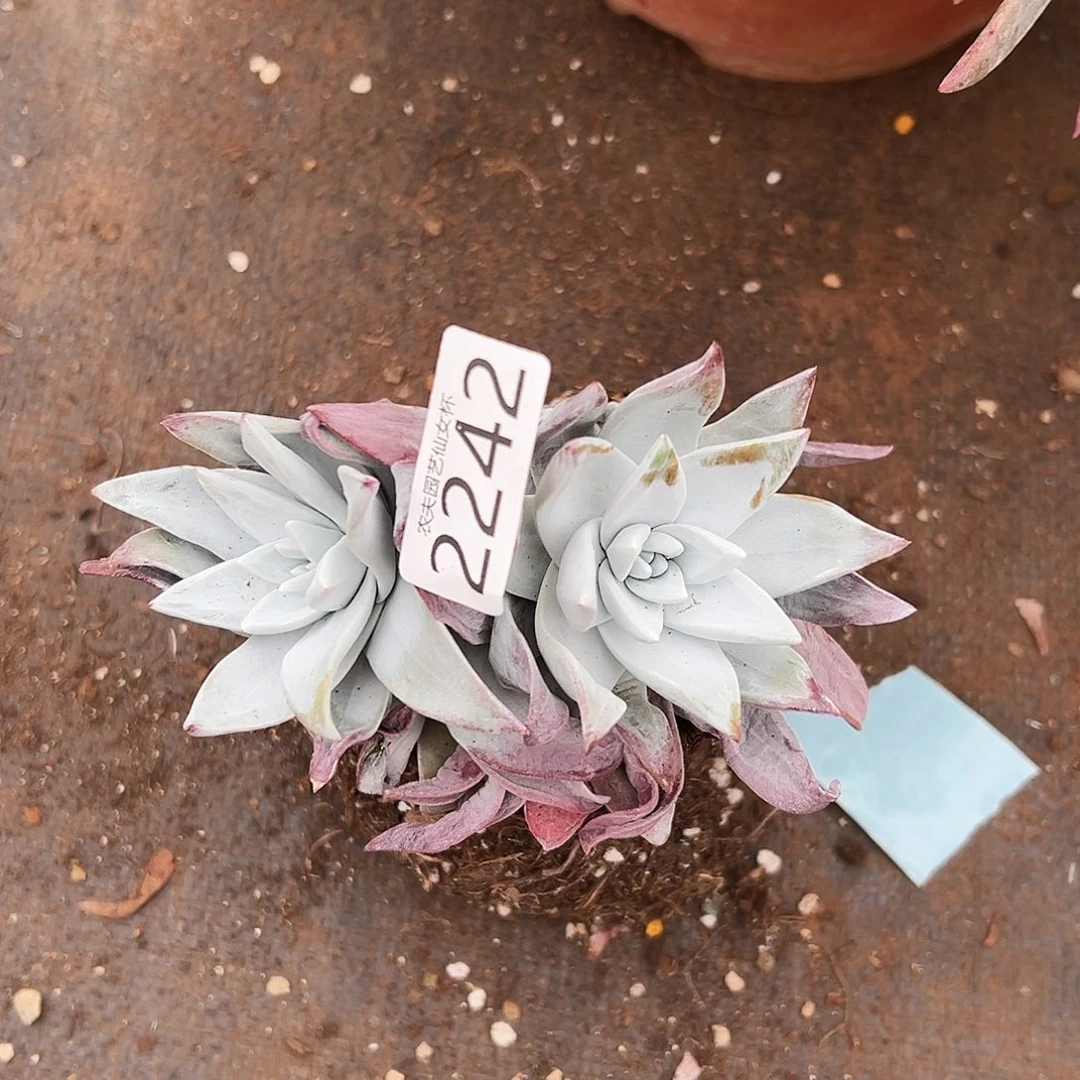 3代杂交女杯多肉。