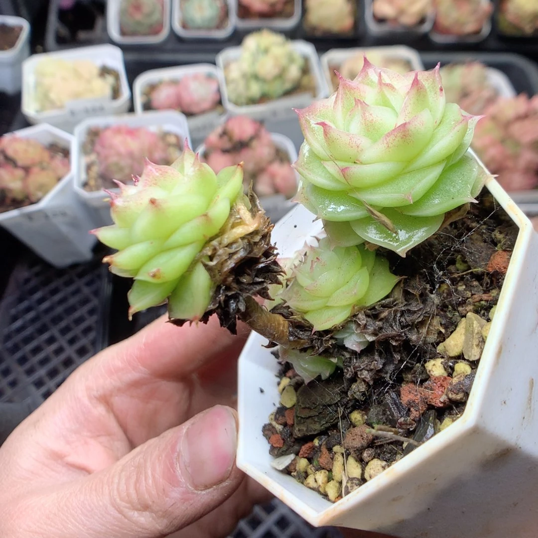 无花朵E133 yyyyyyy