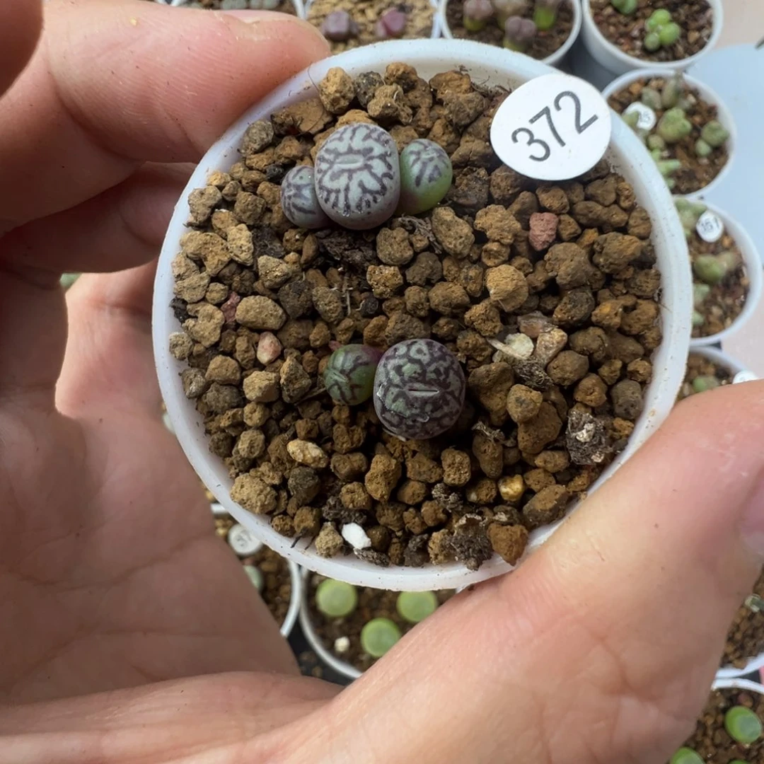 墨一颗脱土37200000