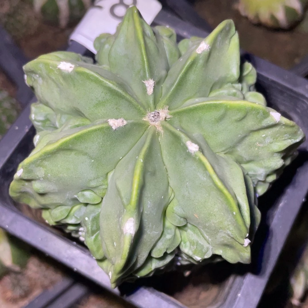 无花朵自根核桃328 仙人球