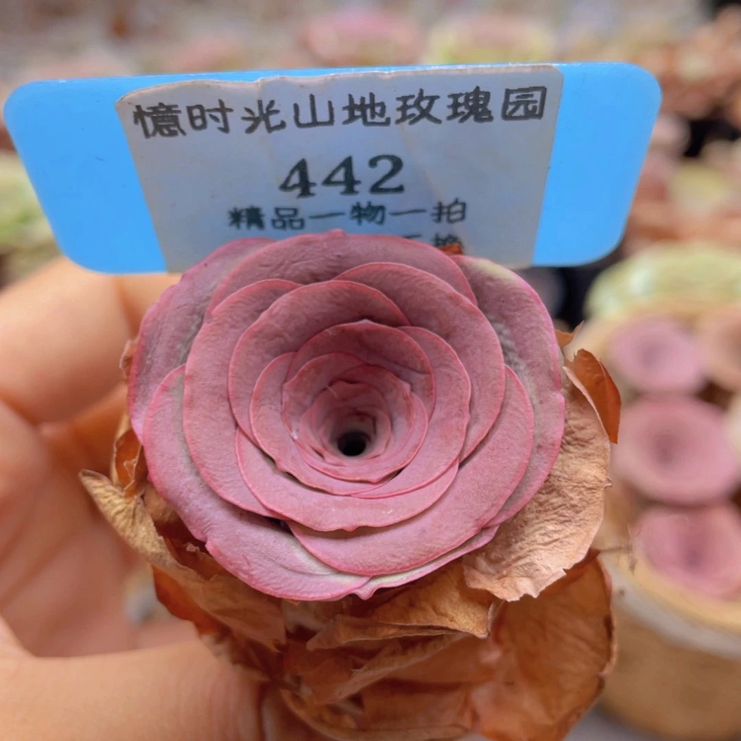 山地玫瑰442裸根发货不售后