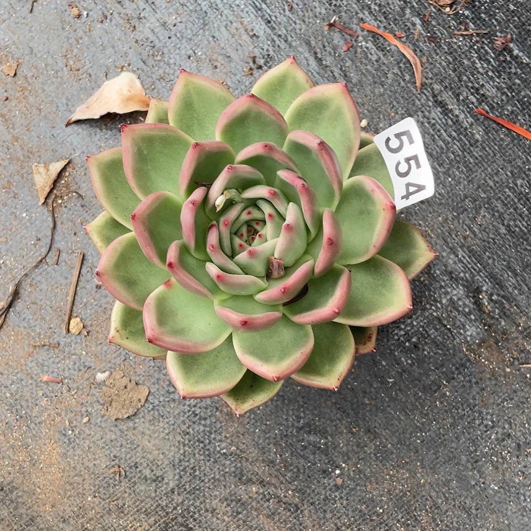 若如东云组拍554