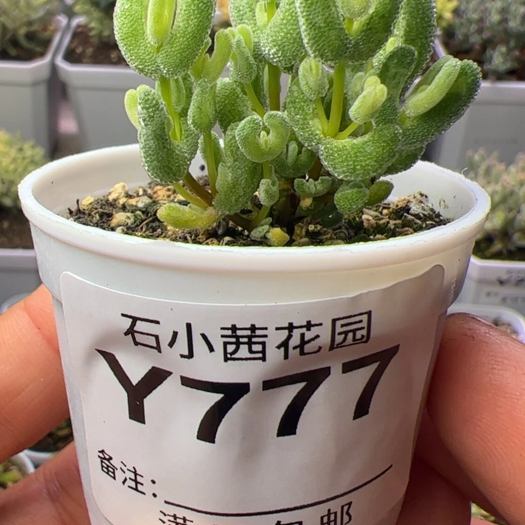 多肉植物枝干月曲