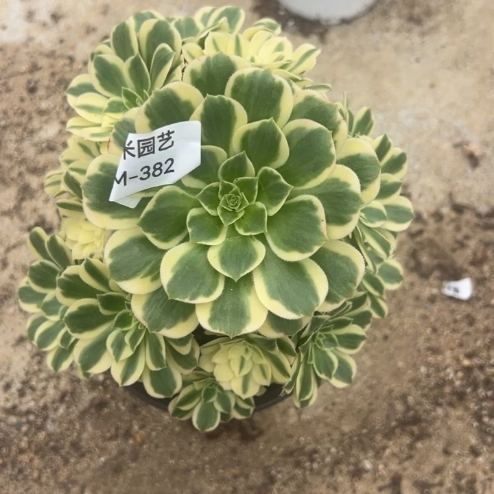 艳凝多肉植物382丛林