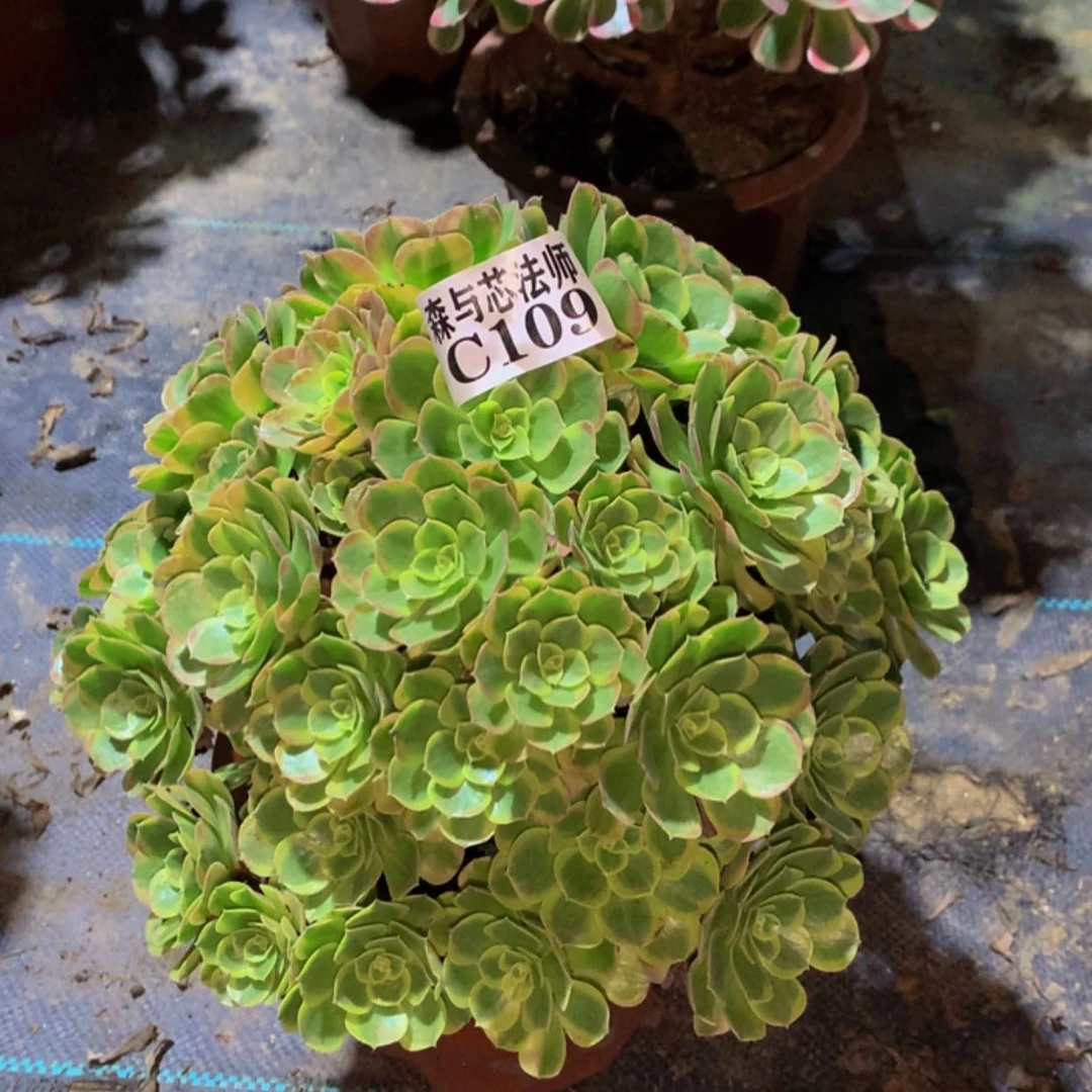 【闪购商品】109奶白锦