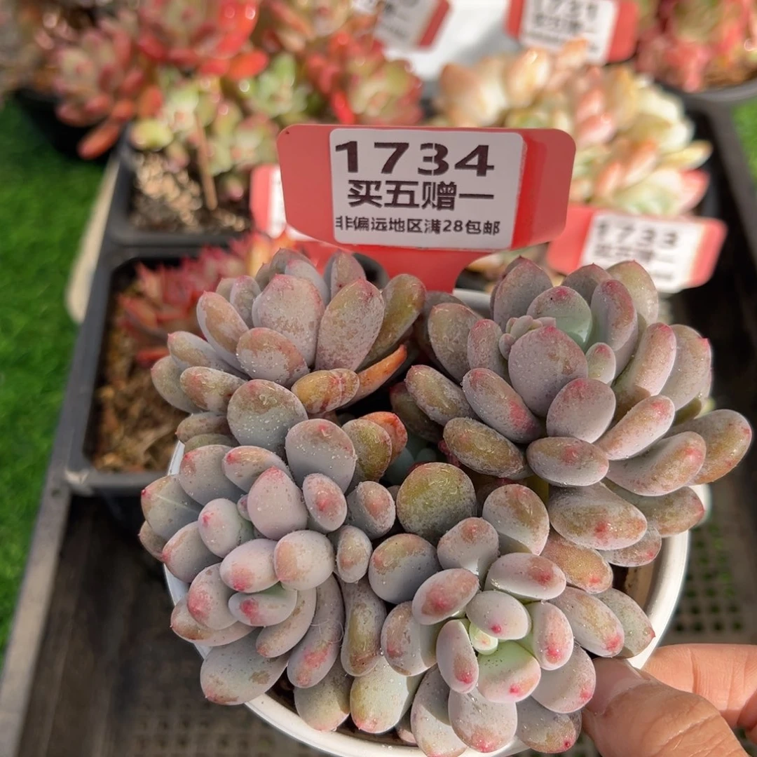 表妹精品多肉1734.