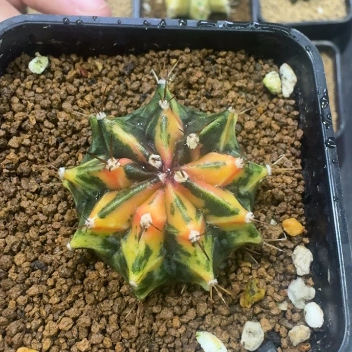 实生米哈锦福利漏