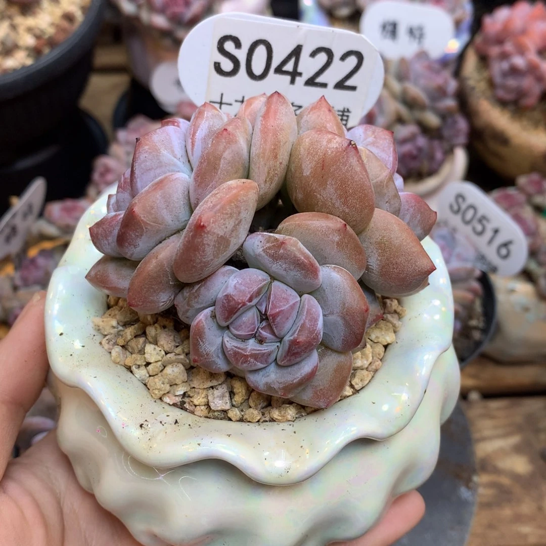 S0422 突尼斯 背景同款 新粉福利