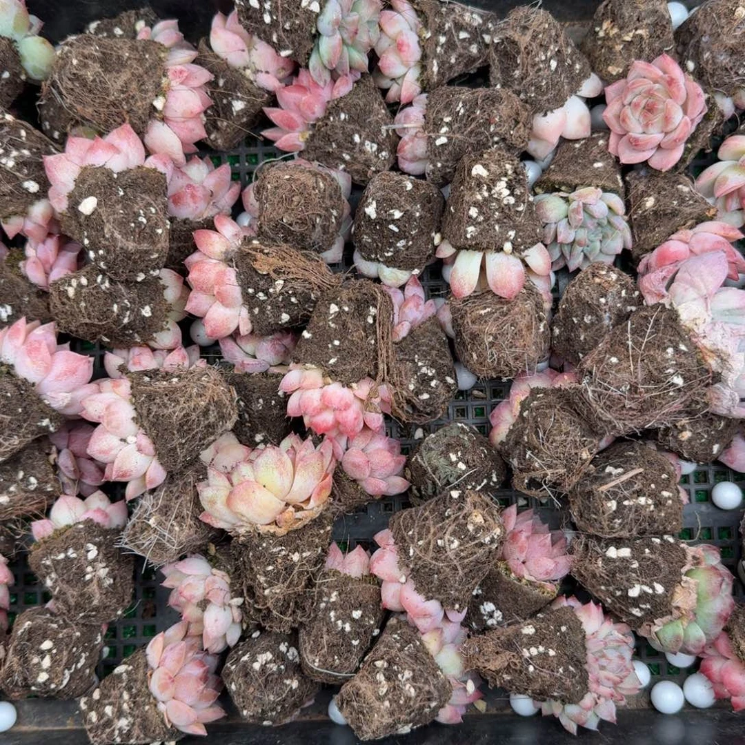 多肉一物一拍13-180