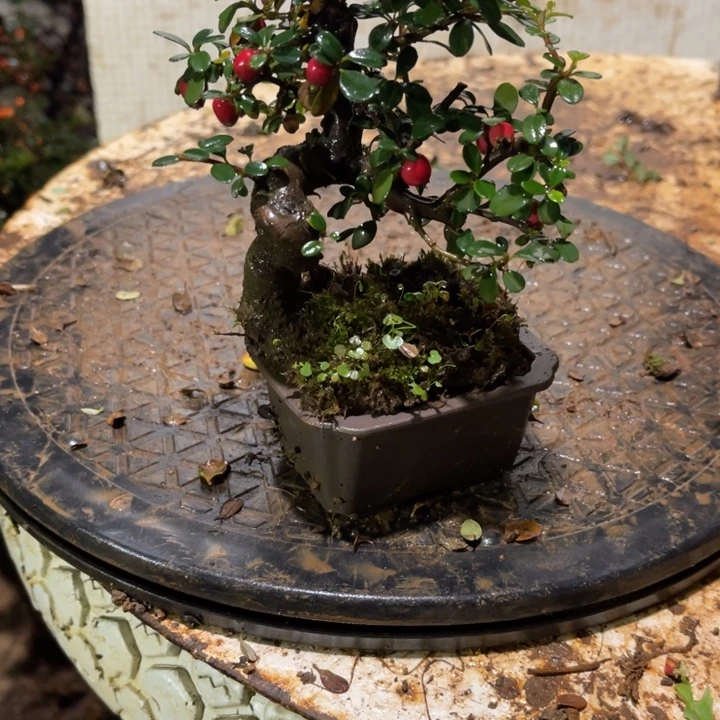 园***化无花朵云南高山白花