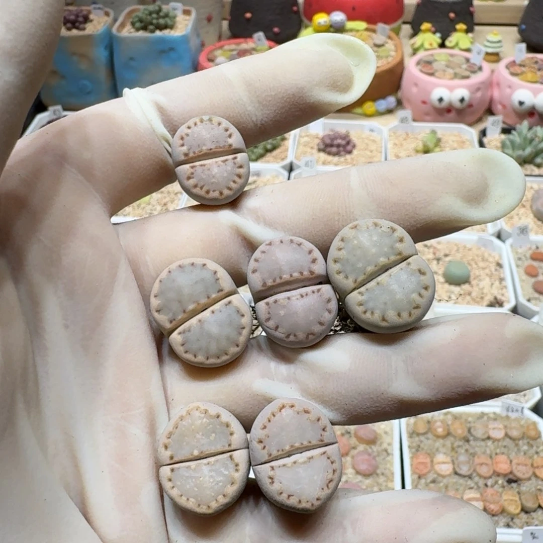 1**10121-55生石花花花