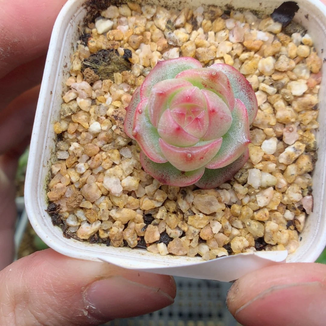 T186y y y y y y y y