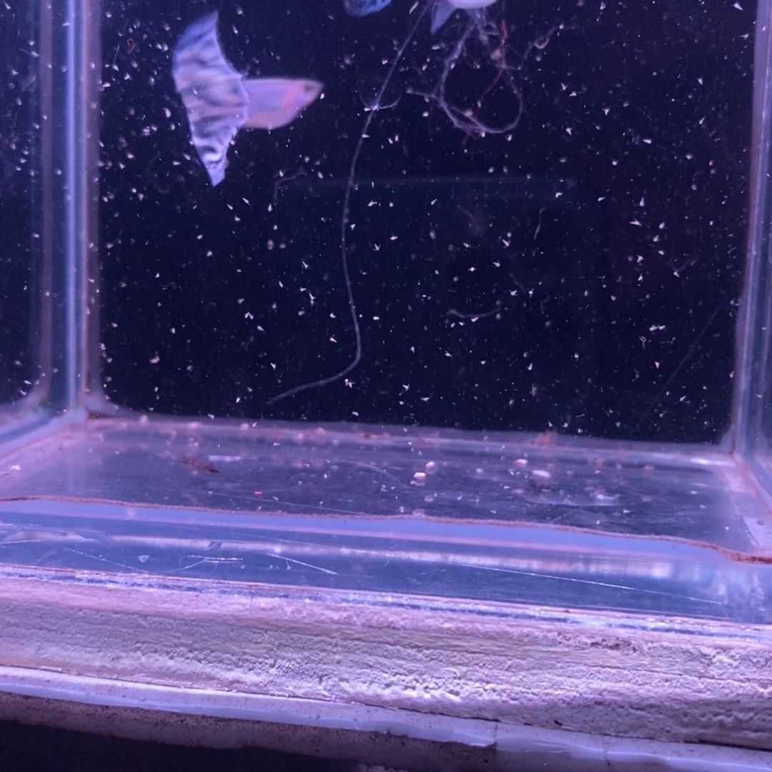 孔雀鱼马赛克一对