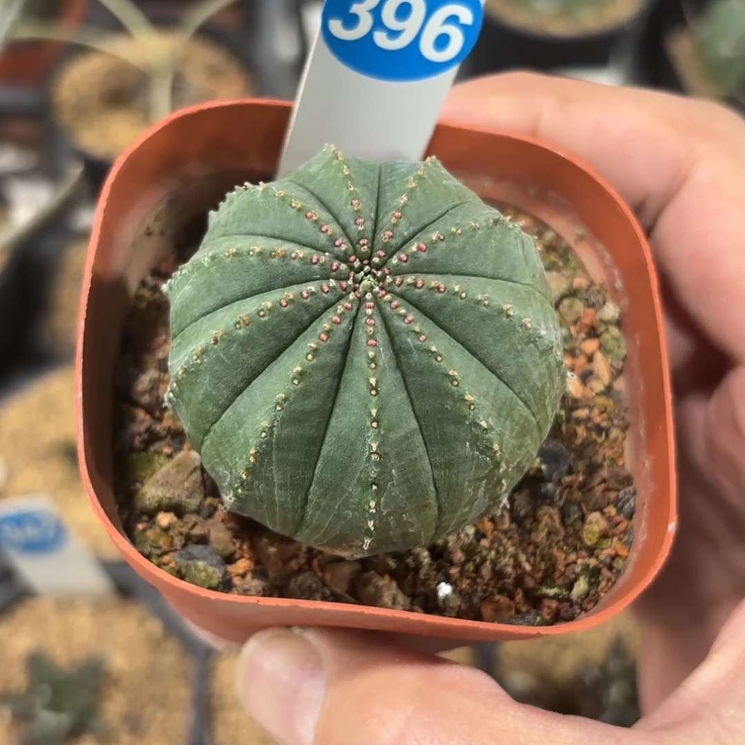396泰版布纹球带盆带土