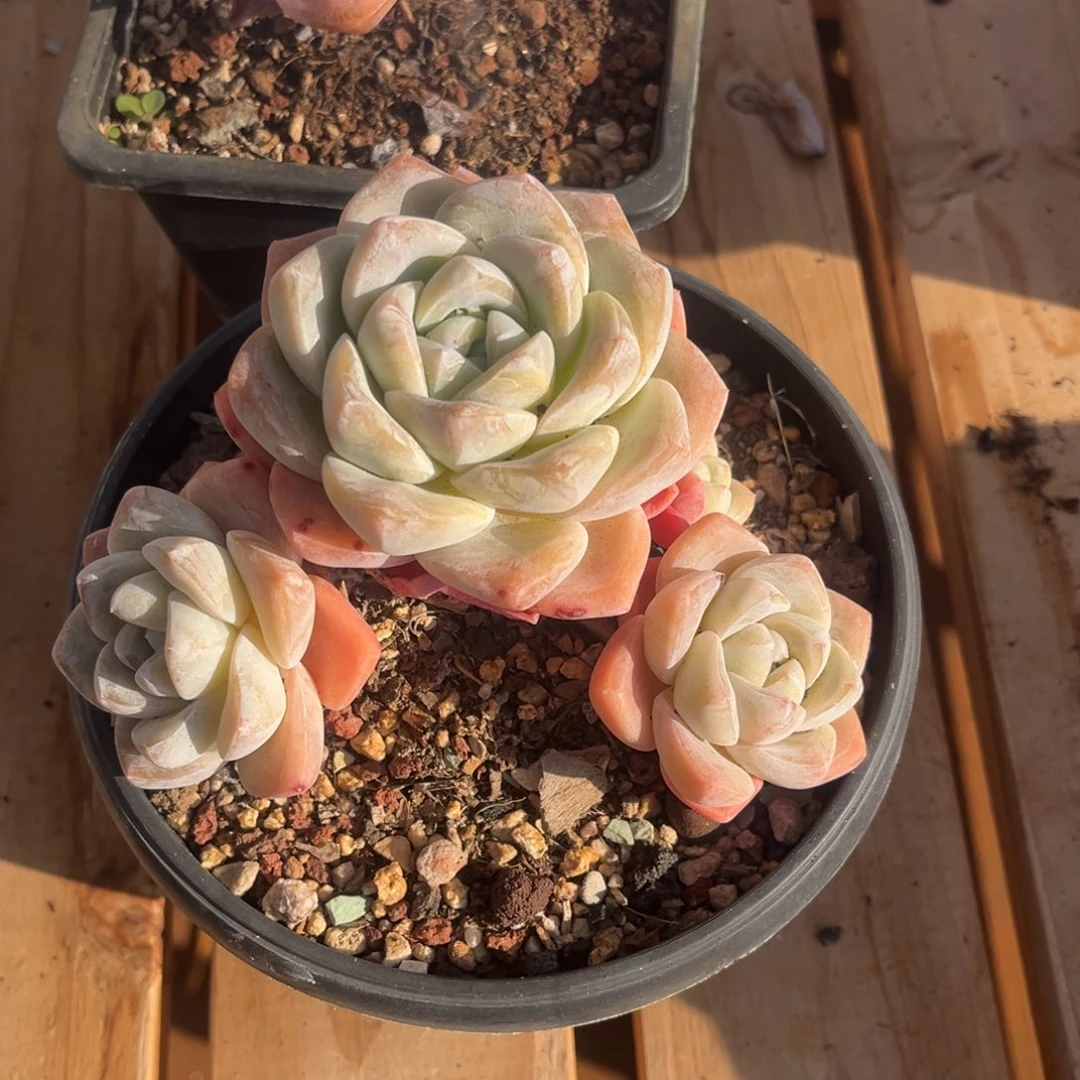 Y***儿雁儿姐姐的冰玉群生一物一拍