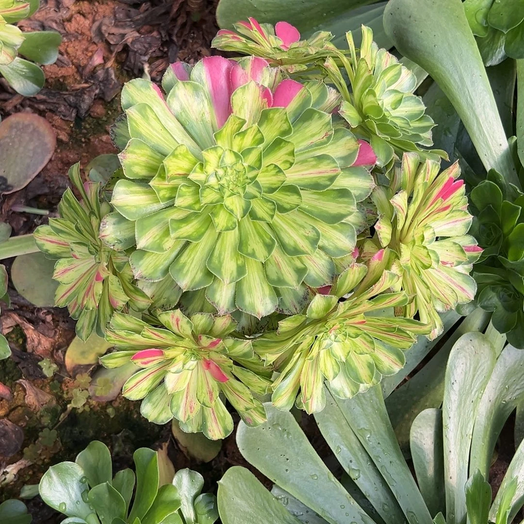 精品多肉植物知否28.8