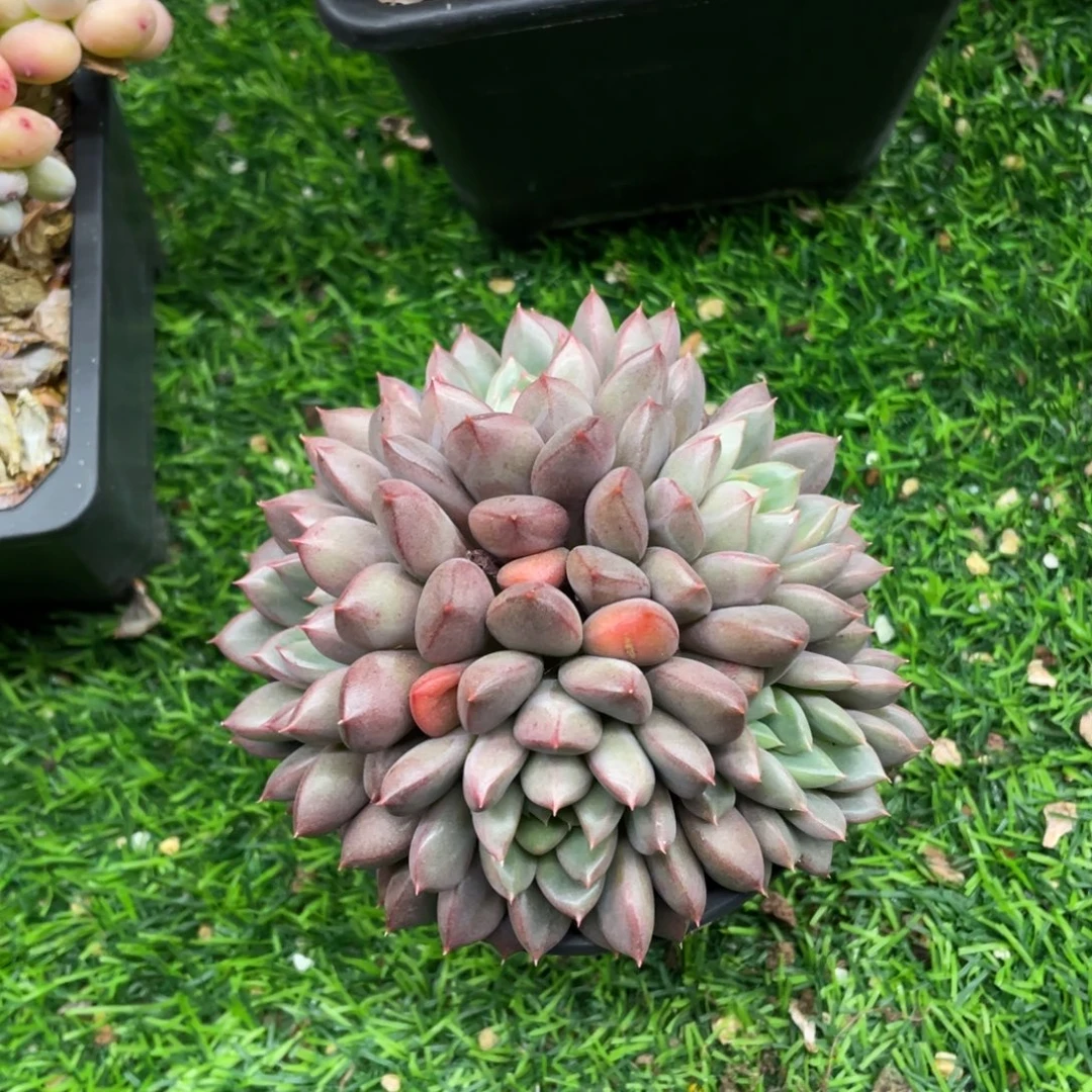 如烟美人多肉植物