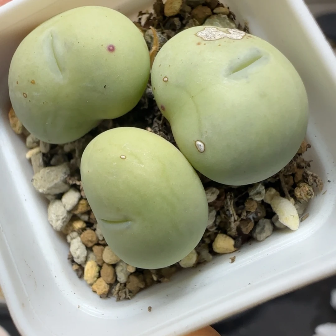 2.1号多肉白花大G71号