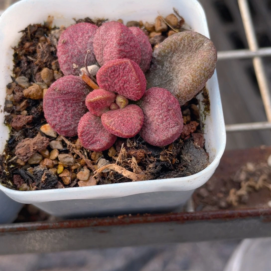 夏娃水泡多肉9.9包邮发货