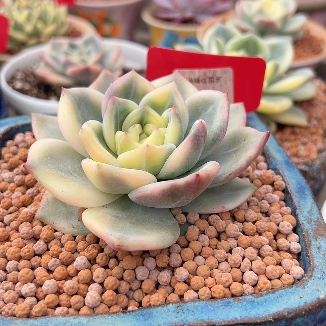 1148号伊丽莎白锦多肉植物