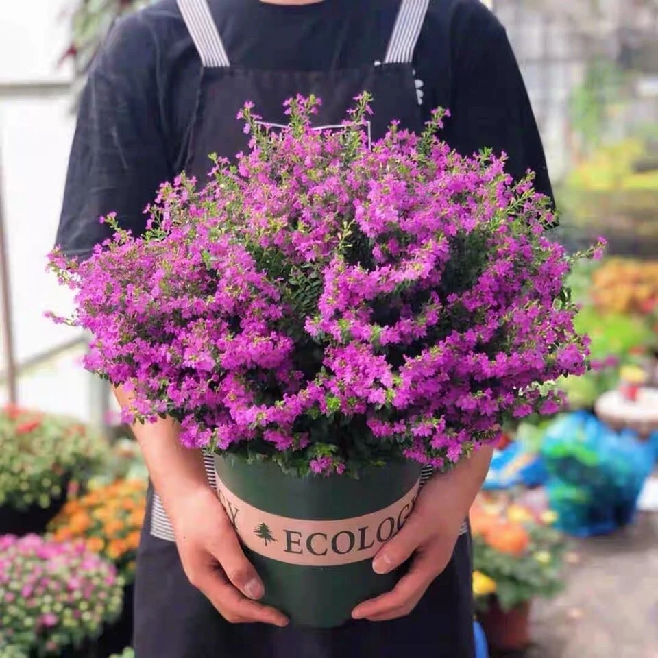 满天星盆栽耐热耐寒植物四季开花阳台庭院造景花卉好养易活绿植