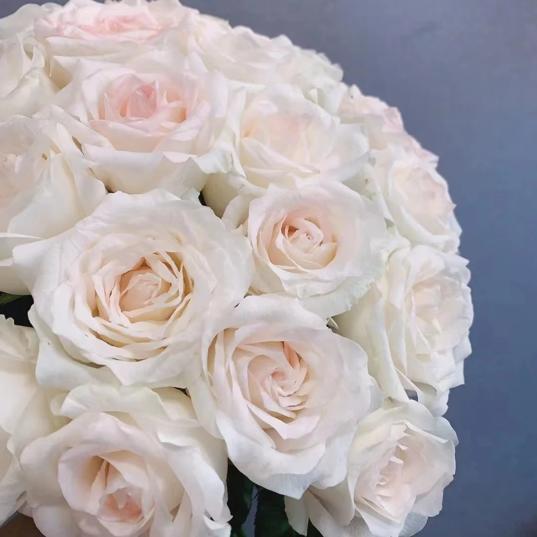 【花晓】小白兔玫瑰18支+2支防损（天冷拍保温棉否则冻坏不售后）