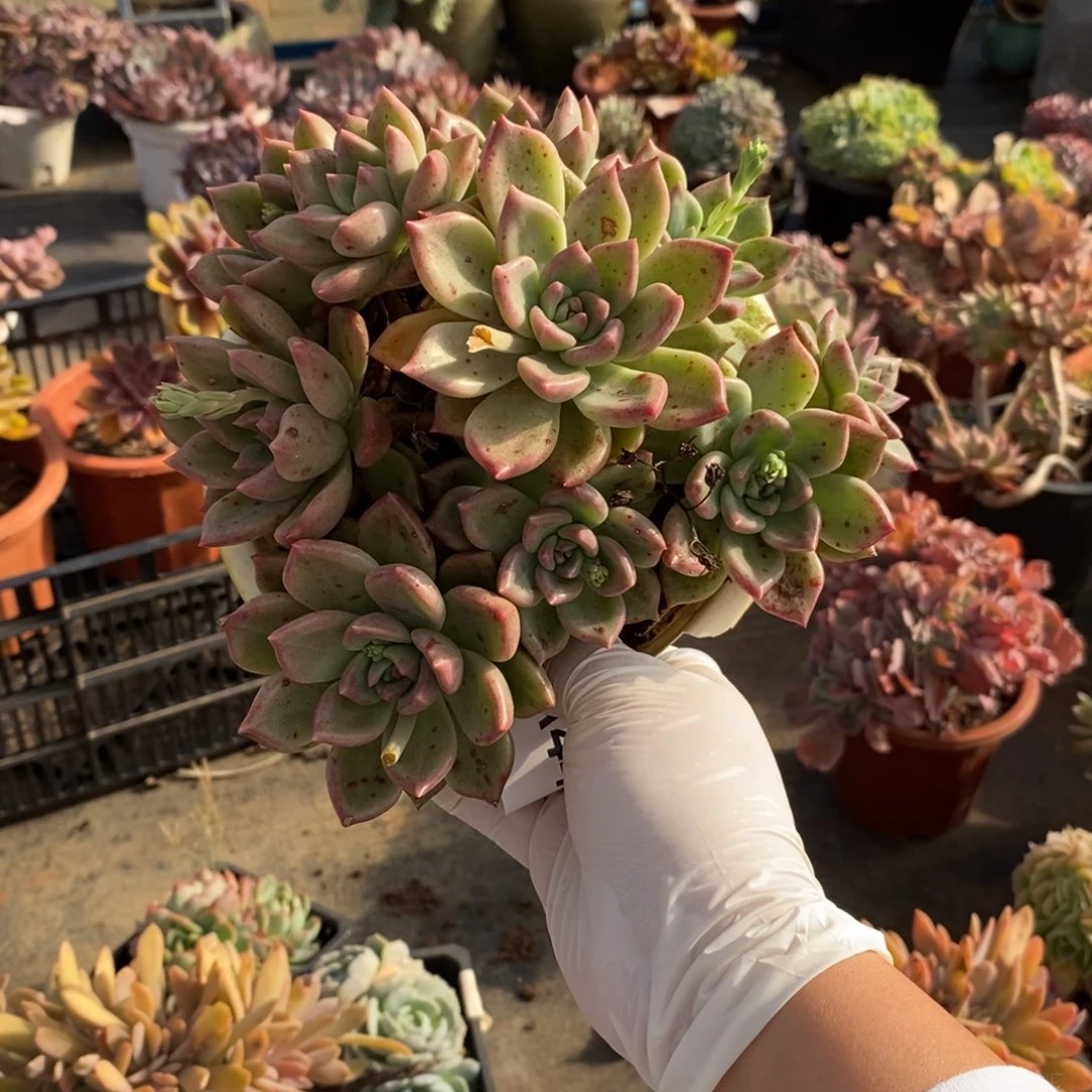 *****445油漆桶一物一拍